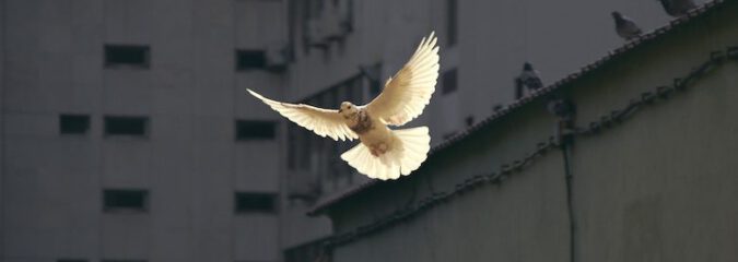 Was wäre, wenn … auf der ganzen Welt Frieden herrschte? Was wäre, wenn … auf der ganzen Welt Frieden herrschte?