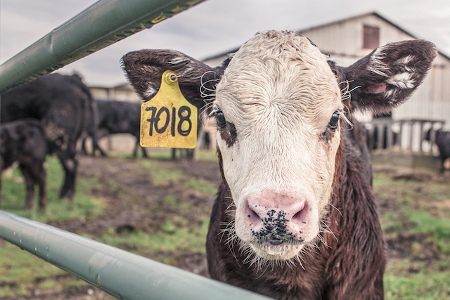 animal-countryside-agriculture-farm