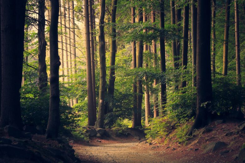Sustainability Consulting: Fotos einer Waldlichtung